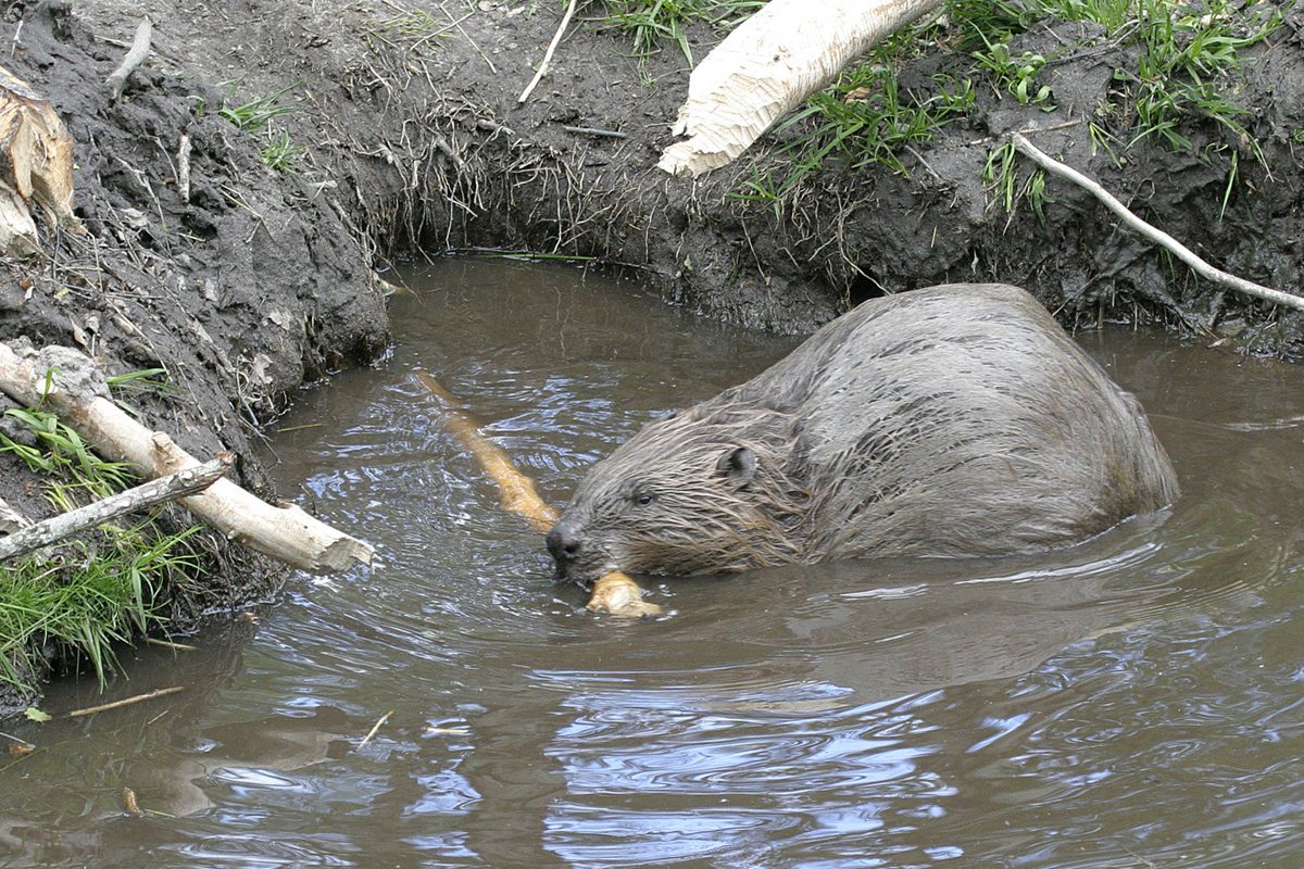 Beaver Reintroduction
